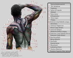 The appendicular portion of the body includes the upper and lower limbs. Anatomy For Sculptors Anatomy Anatomy Reference Anatomy For Artists Anatomy Back