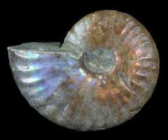 Fossilicious.com has a wide selection of ammonites to add to your collection or. 1 To 1 1 4 Flashy Red Iridescent Ammonite Fossil For Sale Fossilera Com