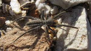 Camel spiders can bite only in order to defend themselves. Camel Spider Bite Symptoms And Treatment Spider Bite Treatment