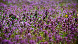 Maybe you would like to learn more about one of these? Those Purple Flowers In The Corn Fields Signal A Tough Decision For Farmers
