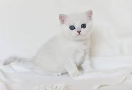 britanskaya shinshilla koshki britanskie shinshilly kotyata shinshilly cats animals litter