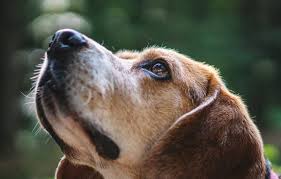 Image result for royalty free cc images of dogs
