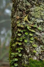 Image result for Bulbostylis trabeculata