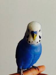 All Of My Spots Finally Came Back Budgie Parakeet
