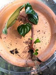 Check spelling or type a new query. Watermelon Peperomia 1 Vital Care Tip And How To Propagate
