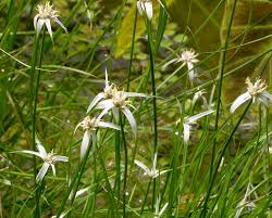 Image result for Rhynchospora holoschoenoides