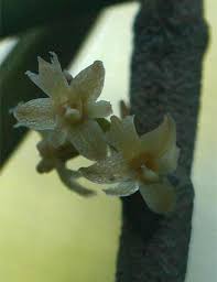 Image result for Tridactyle tridentata