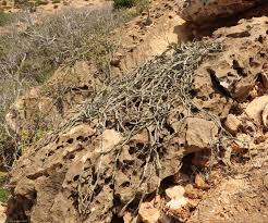 Image result for Cissus humbertii