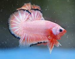 Ia juga ikan air tawar dan terkadang hidup di selokan yang menggenang. Ohmpk Orange Pink Fancy Star Tail Ikan Cupang Ikan
