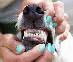 Read more about this dental condition and how to fix an overbite with braces and maybe bear in mind in most cases, the younger the correction takes place, the better. Should You Buy A Puppy With An Overbite Zooawesome