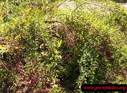 Lespedeza thunbergii should not be planted in areas prone to waterlogging. Lespedeza Thunbergii How To Grow Care