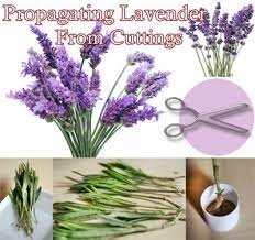 Propagating Lavender From Cuttings The Homestead Survival How To Propagate Lavender Survival Gardening Propagation