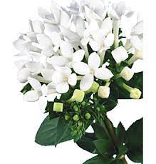 Bouvardia White