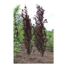 Image result for Fagus sylvatica Cockleshell