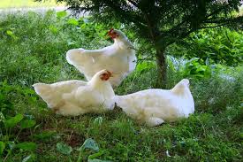 Maybe you would like to learn more about one of these? White Plymouth Rock Baby Chicks Chickens For Backyards