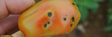 Image result for tomato seedling xanthomonas vesicatoria