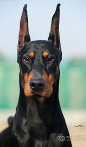 Doberman Dobermanpinscher Dog Dogsofinstagram Dogs Dobie Dobermansofinstagram Dobermanpride Dobermann Doberman Dogs Black Doberman Dobermann Pinscher