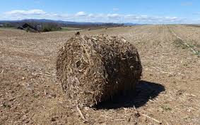 Have a repeat of the coronavirus because the first case in china was diagnosed in the 17th of november. Baled Corn Stalks Symbol Of Agricultural Waste And Poverty Getting More On The Ground