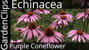 We did not find results for: Echinacea Purpurea Purple Coneflower Growing Echinacea Youtube