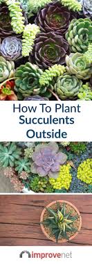 Learn a little about how to plan a succulent outdoor garden and bring some fun shapes and textures to your landscape. How To Plant Succulents Outside Succulent Landscaping Succulent Garden Outdoor Succulents