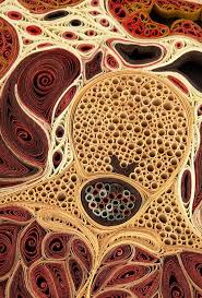 See what lisa nilsson (tlnilsson) has discovered on pinterest decorative painting pallet painting art painting painting sunflower art painting inspiration wood pallets painting projects wood art. Anatomical Cross Sections In Paper By Lisa Nilsson Paper Illustration Paper Art Paper Sculpture