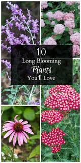 10 Long Blooming Plants Flowers From The Garden All Summer Long Blooming Plants Plants Garden Vines