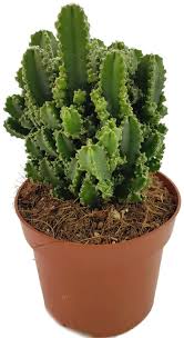 We did not find results for: Felsenkaktus Cereus Peruvianus Florida Paolina Kaufen Fangblatt Karnivorenshop