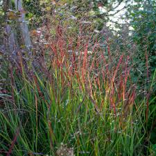 Image result for Panicum eickii