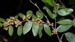 Image result for Hymenaea