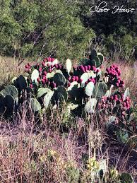 2 1/2 cups cactus fruit juice 1/2 cup lemon juice 1 package pectin 5 cups granulated sugar. Clover House Texas Prickly Pear Cactus Jelly