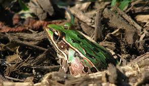 Image result for Lepidagathis eriocephala