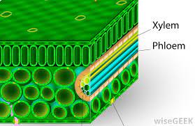This video describes the structure of the stem tissues and explains how xylem and phloem transport material. What Is A Xylem Cell With Pictures