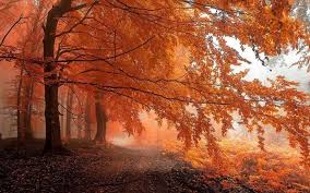 Check spelling or type a new query. Fall Mist Path Forest Leaves Trees Orange Nature Landscape Hd Wallpaper De Desktop Background Nature Desktop Wallpaper Fall Aesthetic Desktop Wallpaper