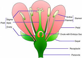 Sepals form the outermost whorl of the floral structure. Sepal Grapes