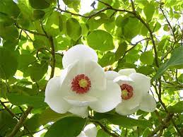 Magnolia Sieboldii Blommar Pa Lovad Kvist Och Fortsatter Sporadiskt Hela Sommaren Flowers Plants Magnolia