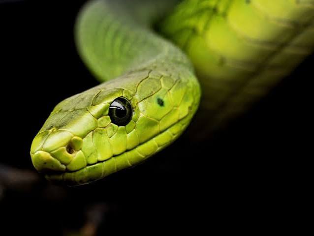 The Symbolism of Snakes | Psychology Today United Kingdom