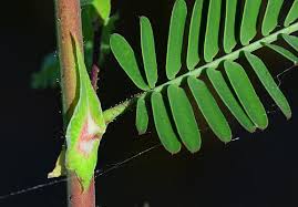 Image result for Aeschynomene rhodesiaca