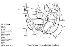 Human reproductive system is an internal organ system via which humans reproduce and bear offspring. Female Reproductive System Worksheet Coloring Page Female Reproductive System Reproductive System Female Reproductive Anatomy