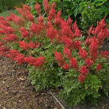 Astilbe August Light Augustleuchten Walters Gardens