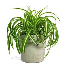 The spider plant can grow up to 2 ½ to 3 ft in both lengths as well as diameter depending on the variant. Chlorophytum Comosum Bonnie Curly Spider Plant Purify Your Air Hortology
