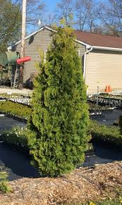 Image result for cuttings thujas