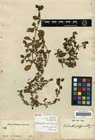 Image result for Alternanthera caracasana