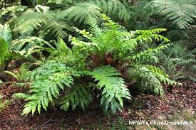 Image result for Sarcophrynium brachystachyum