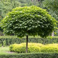Image result for Catalpa bignonioides