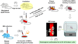 Fetal circulation made easy | epomedicine pertaining to schematic diagram of fetal circulation, image size 564 x 408 px, and to here is a picture gallery about schematic diagram of fetal circulation complete with the description of the image, please find the image you need. Schematic Diagram Of The Experimental Design And Steps For The In Vivo Studies