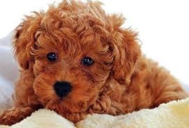 Effective immediately, luxury puppies is proud to offer free home delivery for all puppies purchased online. Listed For Sale Teddy Bear Puppies Dogs Teddy Bear Puppy Dogs