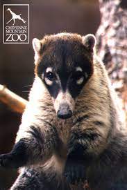 Animals Plants Mammals Majestic Animals Cheyenne Mountain Zoo Animals Wild