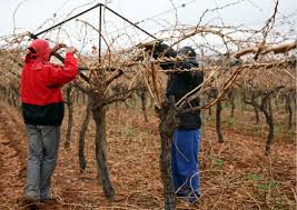 Image result for pruning grapes on a pergola