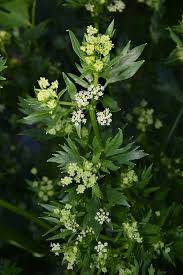 Image result for Apium graveolens