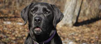 Interestingly enough, many breeders believe the gray tint appeared from outside labrador lineage. Charcoal Labrador Retriever Puppies For Sale Greenfield Puppies